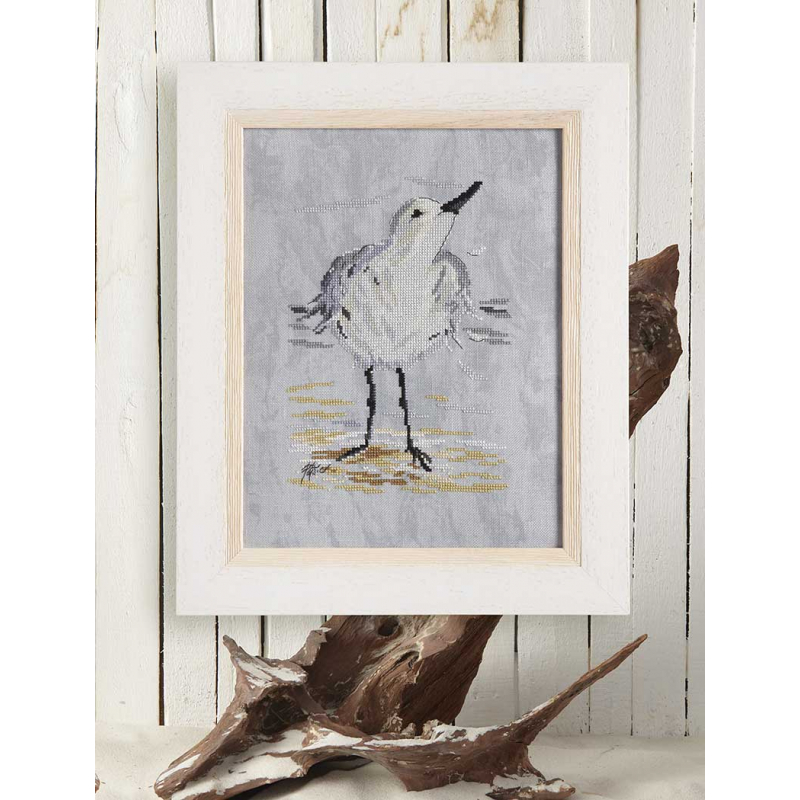 Le bécasseau sanderling  - 1