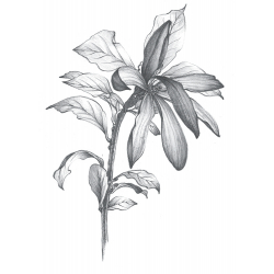 Apprendre à dessiner les fleurs Livre Beaux-arts Apprendre à dessiner les fleurs Livre Beaux-arts