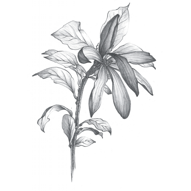 Apprendre à dessiner les fleurs Livre Beaux-arts