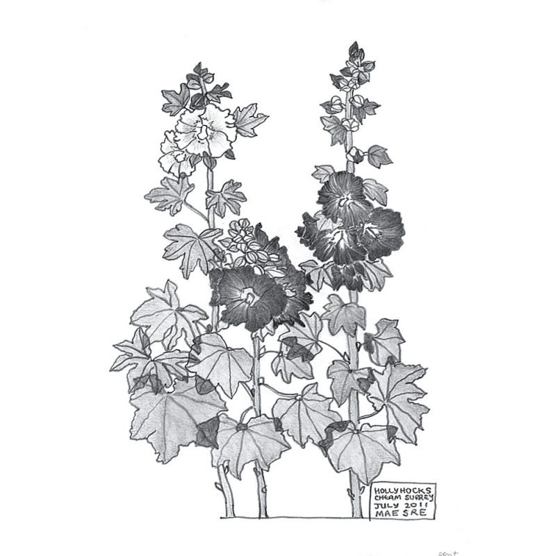 Apprendre à dessiner les fleurs Livre Beaux-arts