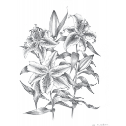 Apprendre à dessiner les fleurs Livre Beaux-arts Apprendre à dessiner les fleurs Livre Beaux-arts