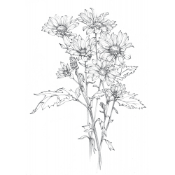 Apprendre à dessiner les fleurs Livre Beaux-arts Apprendre à dessiner les fleurs Livre Beaux-arts