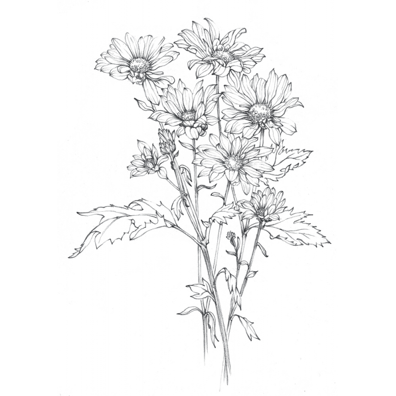 Apprendre à dessiner les fleurs Livre Beaux-arts