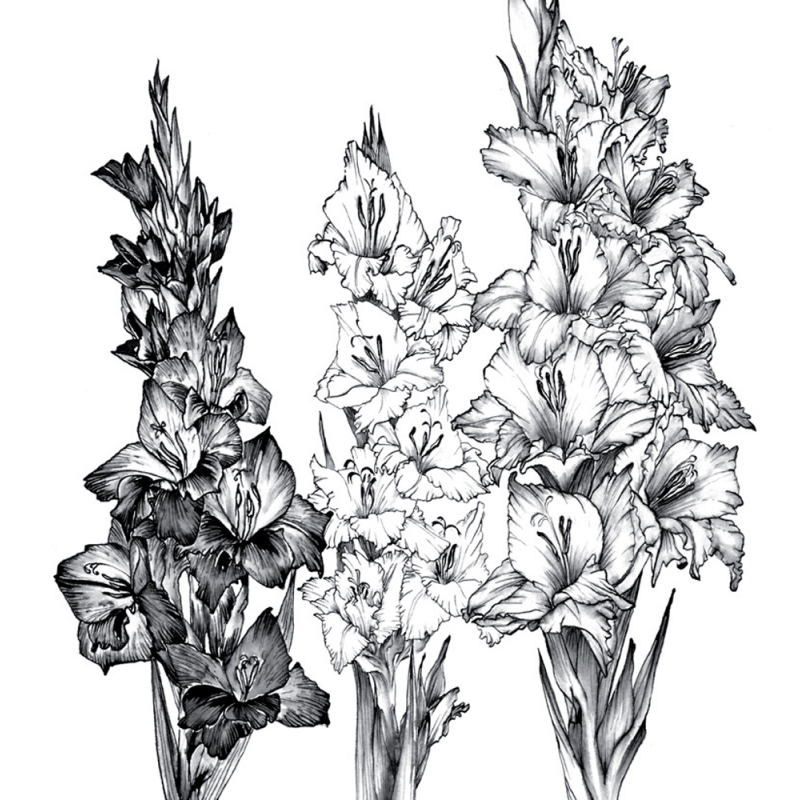 Apprendre à dessiner les fleurs Livre Beaux-arts