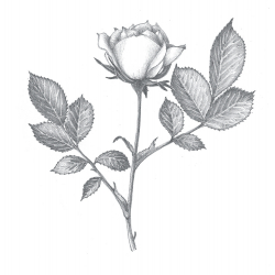 Apprendre à dessiner les fleurs Livre Beaux-arts Apprendre à dessiner les fleurs Livre Beaux-arts