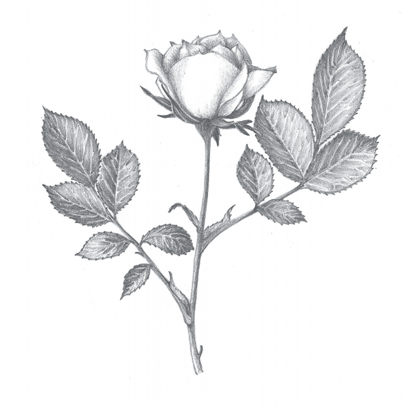 Apprendre à dessiner les fleurs Livre Beaux-arts