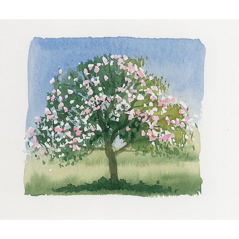 Secrets d'aquarelle Livre Beaux-arts