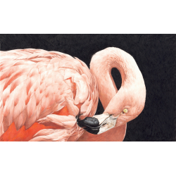 L'art de dessiner les oiseaux - 7 L'art de dessiner les oiseaux - 7