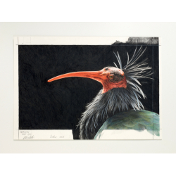 L'art de dessiner les oiseaux - 8 L'art de dessiner les oiseaux - 8