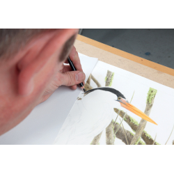 L'art de dessiner les oiseaux - 13 L'art de dessiner les oiseaux - 13