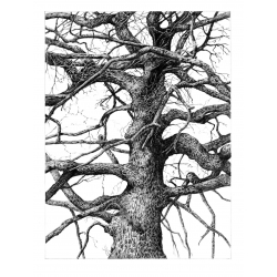 Les arbres Livre Beaux-arts Les arbres Livre Beaux-arts