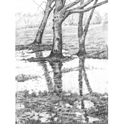 Les arbres Livre Beaux-arts Les arbres Livre Beaux-arts