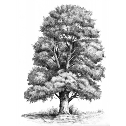 Les arbres Livre Beaux-arts Les arbres Livre Beaux-arts