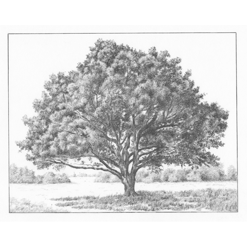 Les arbres Livre Beaux-arts