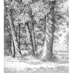 Les arbres Livre Beaux-arts Les arbres Livre Beaux-arts