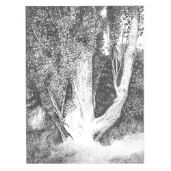 Les arbres Livre Beaux-arts Les arbres Livre Beaux-arts