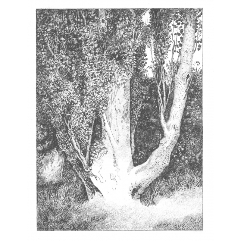 Les arbres Livre Beaux-arts