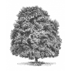 Les arbres Livre Beaux-arts Les arbres Livre Beaux-arts