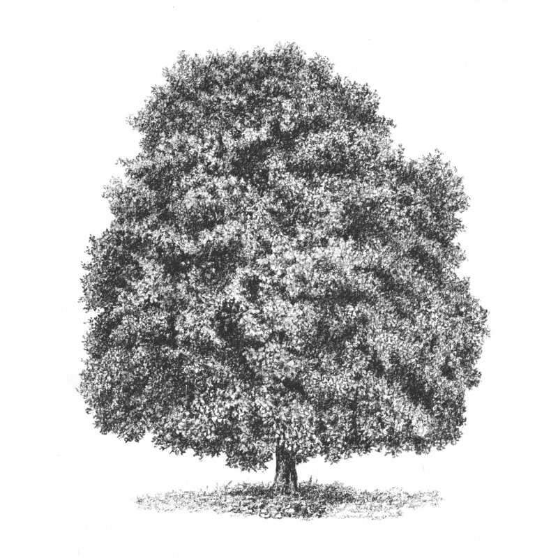 Les arbres Livre Beaux-arts