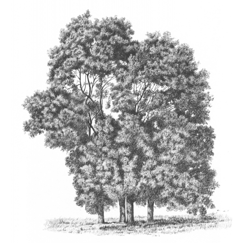 Les arbres Livre Beaux-arts