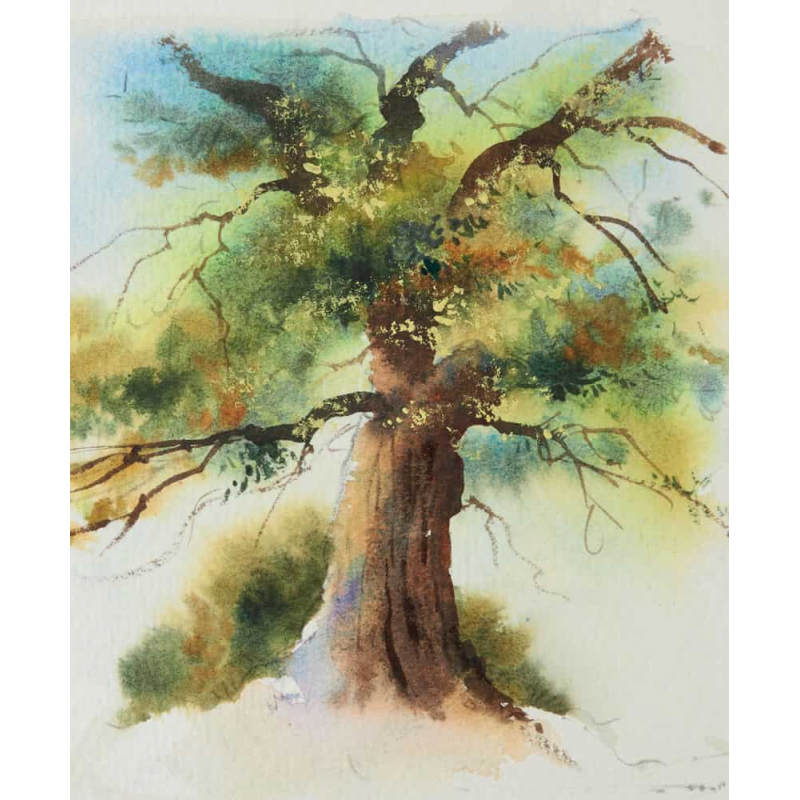 Arbres & forêts à l'aquarelle Livre Beaux-arts