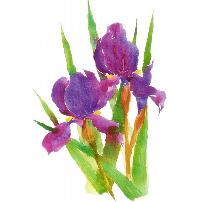 Peindre les fleurs à l'aquarelle Livre Beaux-arts
