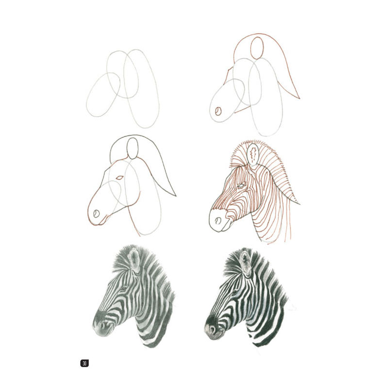 Comment dessiner 100 animaux  - 15