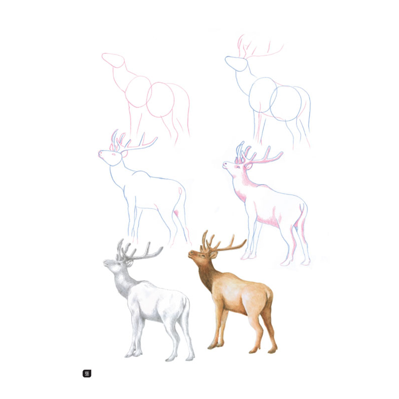 Comment dessiner 100 animaux  - 23