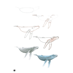 Comment dessiner 100 animaux  - 25
