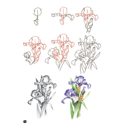 Comment dessiner 100 fleurs  - 12
