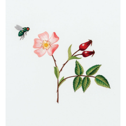 Insectes & plantes en peinture à l'aiguille  - 4