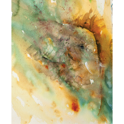 Animaux à l'aquarelle  - 13