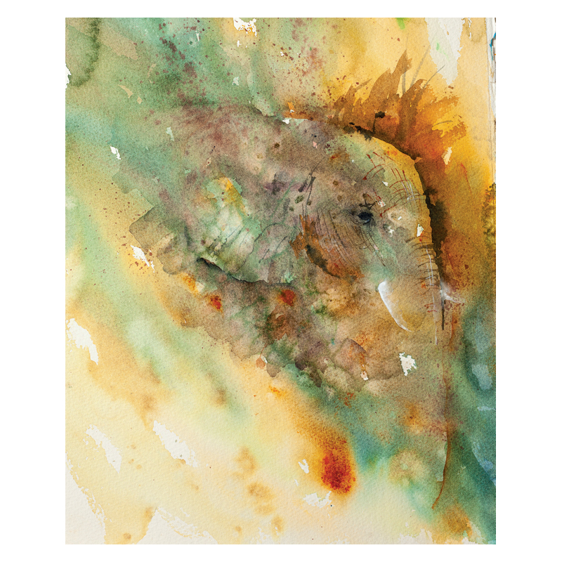 Animaux à l'aquarelle  - 13