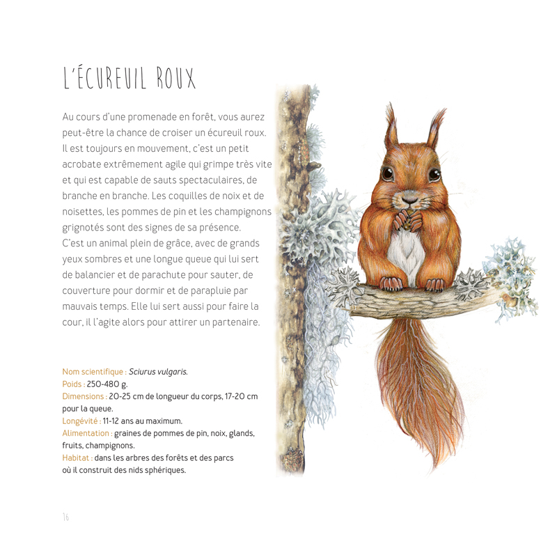 Dessiner les animaux, du croquis à la mise en couleur Livre Beaux-arts