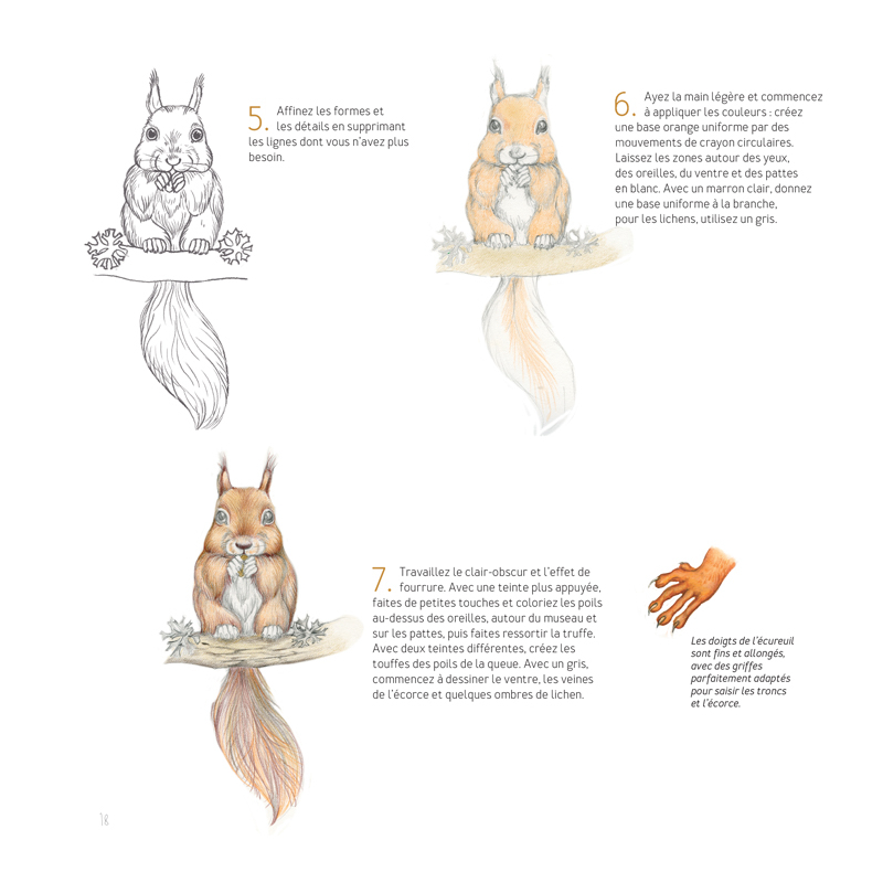 Dessiner les animaux, du croquis à la mise en couleur Livre Beaux-arts