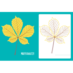 Je colorie des feuilles des arbres Livre Jeunesse Je colorie des feuilles des arbres Livre Jeunesse