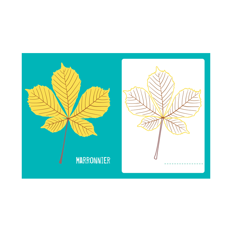 Je colorie des feuilles des arbres Livre Jeunesse