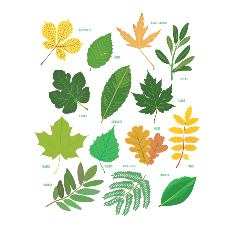 Je colorie des feuilles des arbres Livre Jeunesse