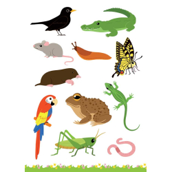 Cherche et trouve les animaux Livre Jeunesse Cherche et trouve les animaux Livre Jeunesse