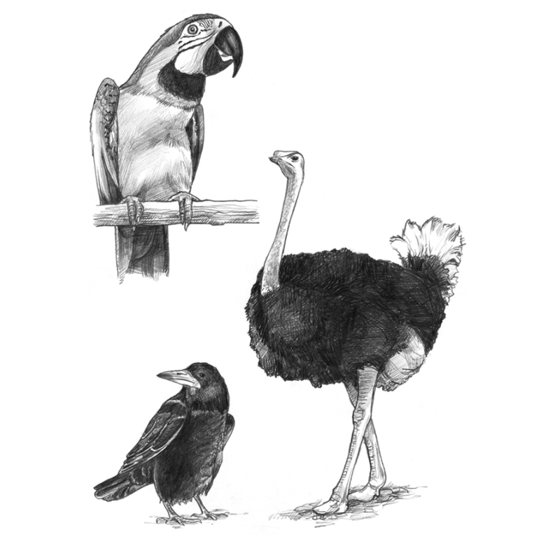 J'apprends à dessiner Accueil