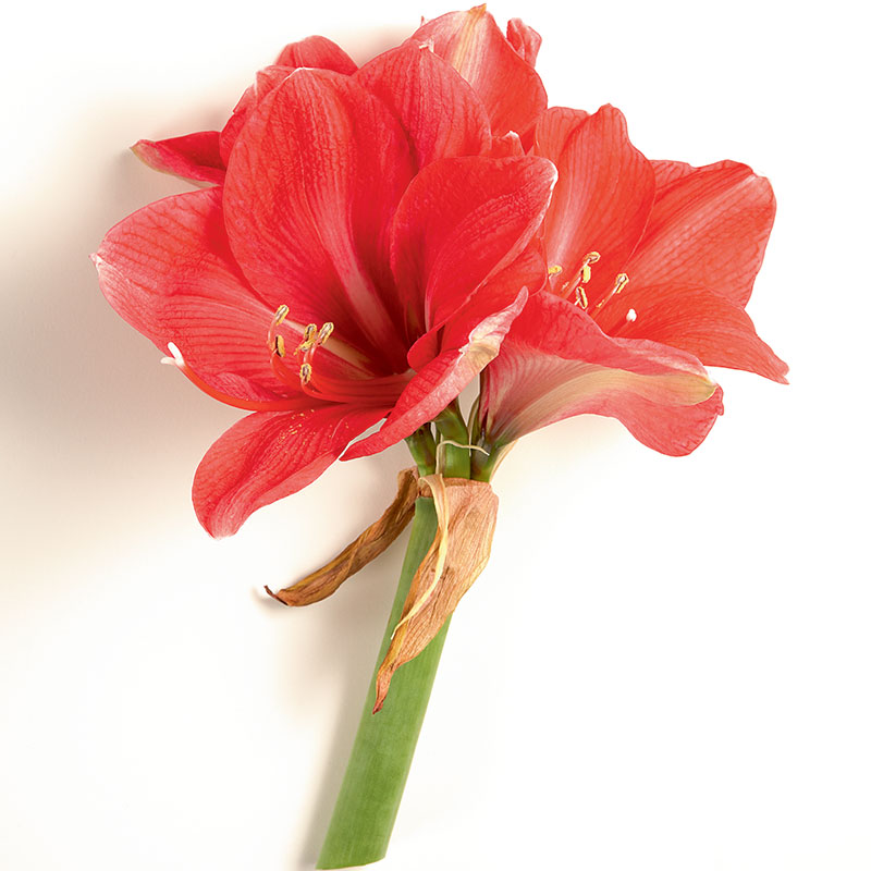 AMARYLLIS