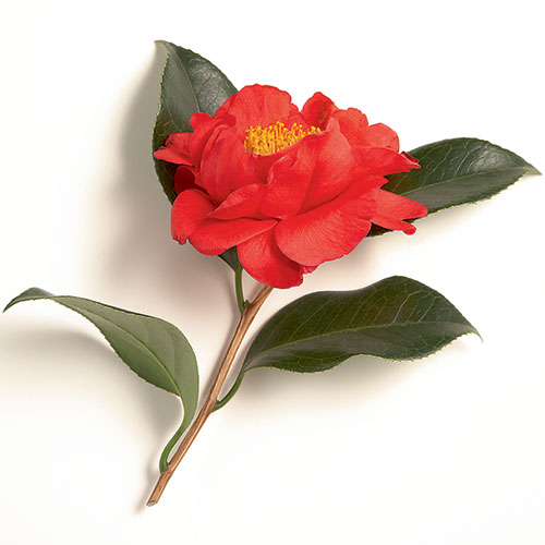 CAMELIA