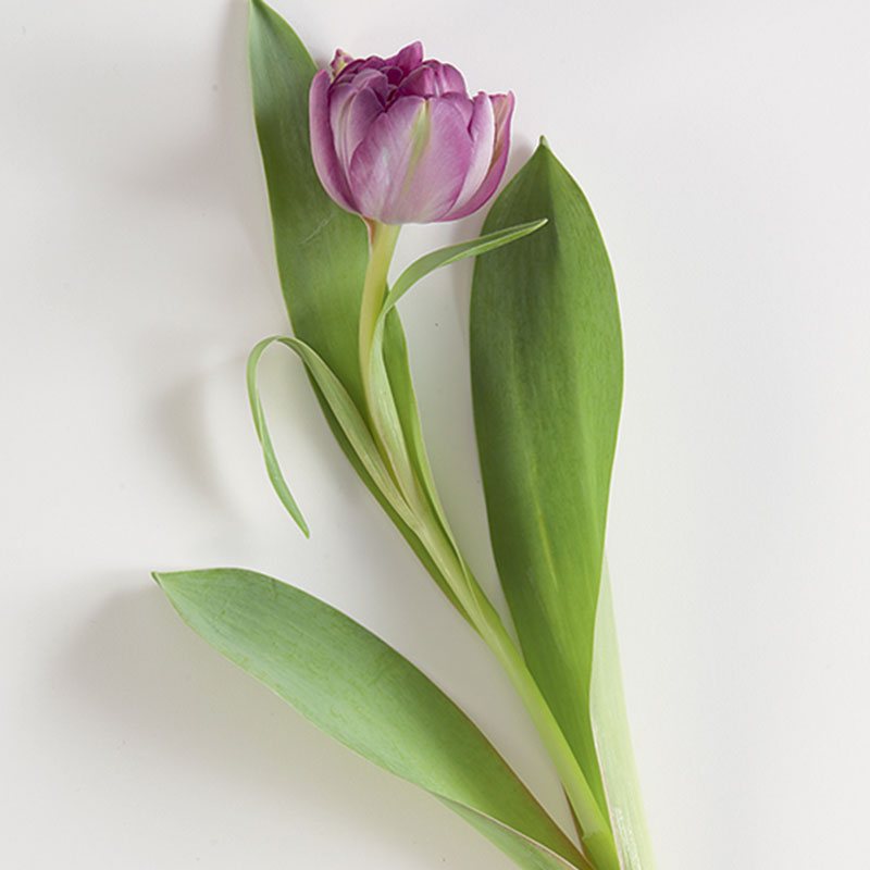 TULIPE