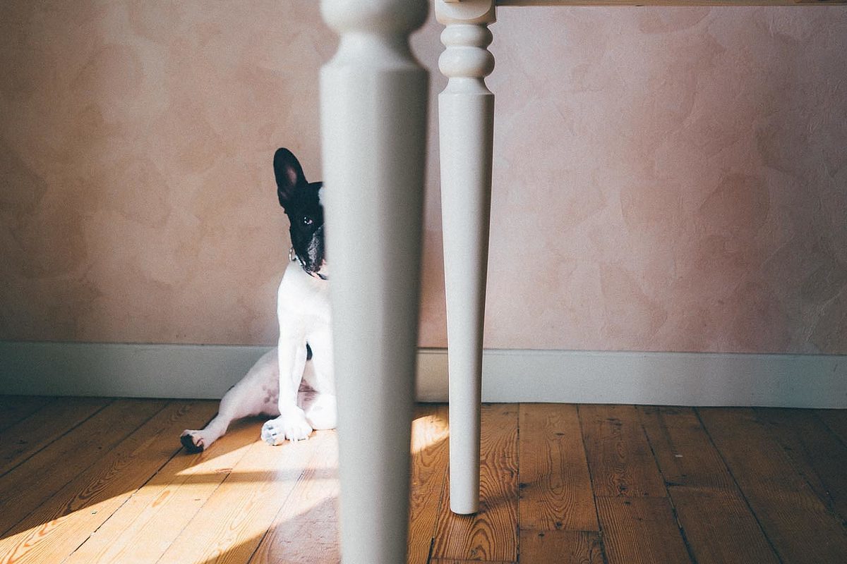 holly bouledogue francais