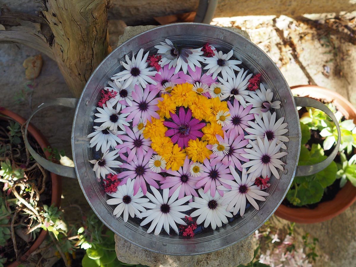 mandala7