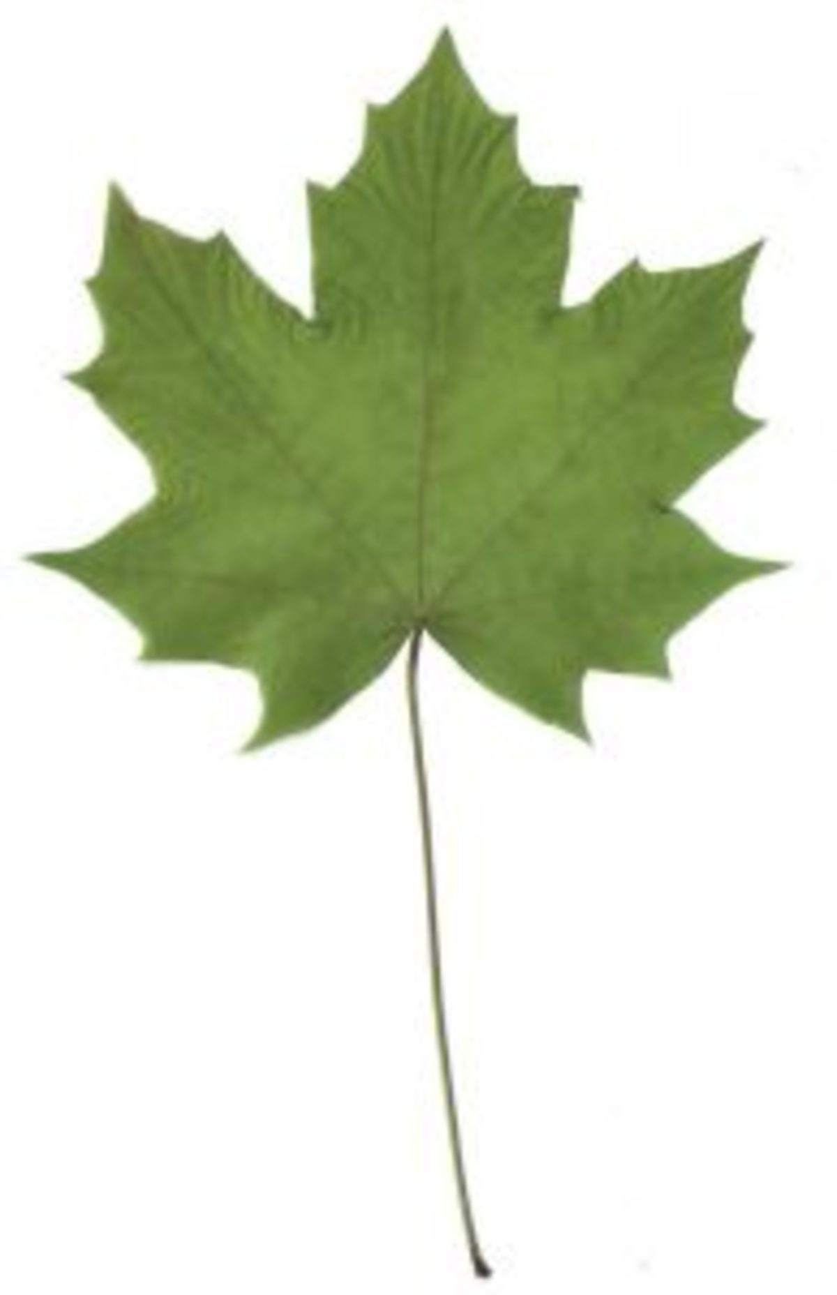 herbier séchage feuille