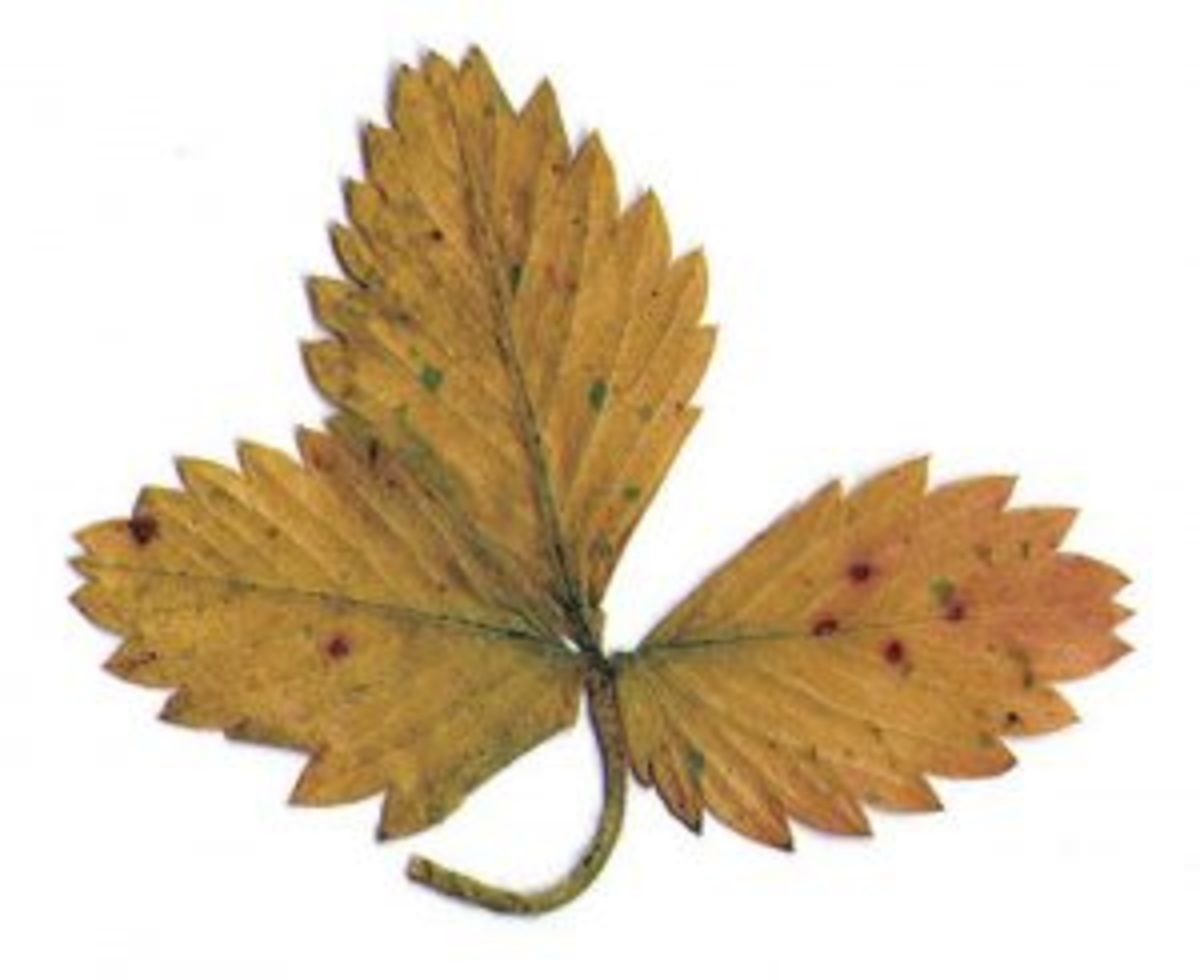 herbier séchage feuille marron