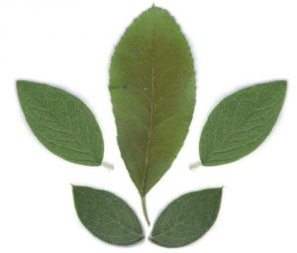 herbier séchage feuilles