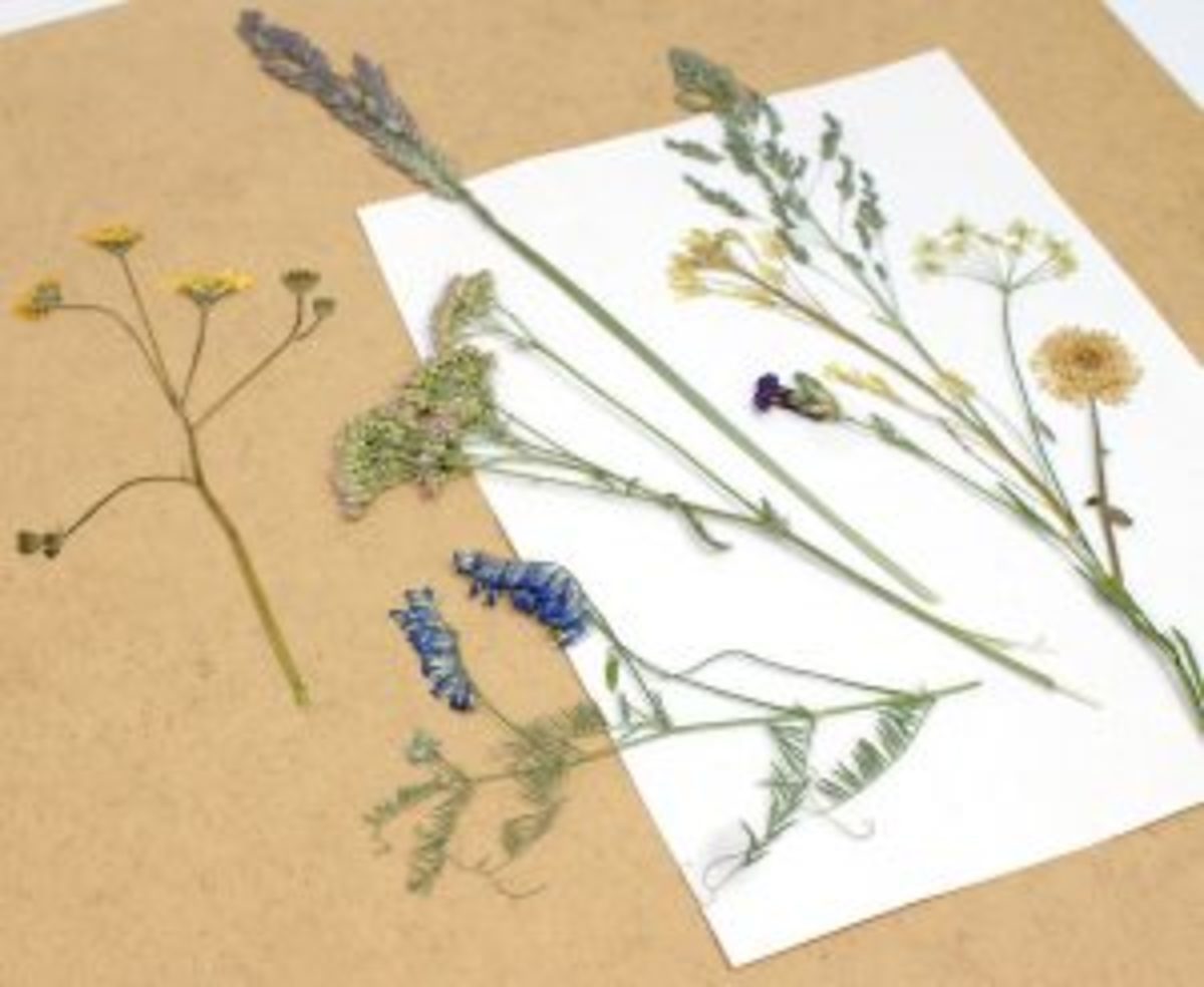 herbier étape de séchage des végétaux