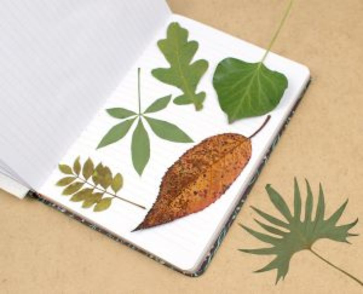 herbier étape de séchage